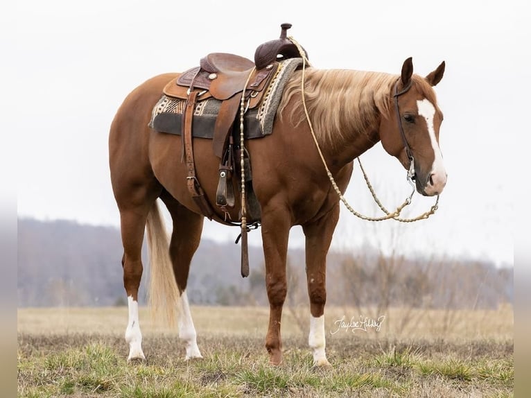 American Quarter Horse Wałach 6 lat Cisawa in Madisonville, Ky