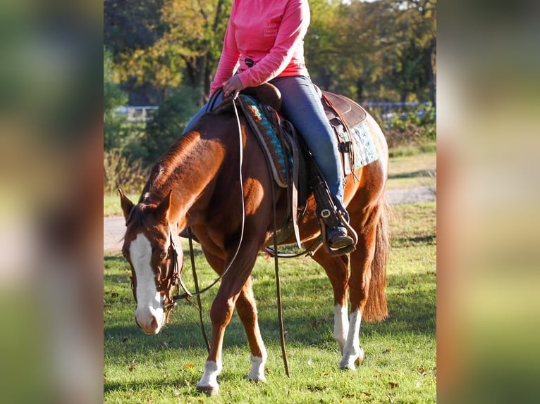 American Quarter Horse Wałach 6 lat Cisawa in Pilot Point, TX