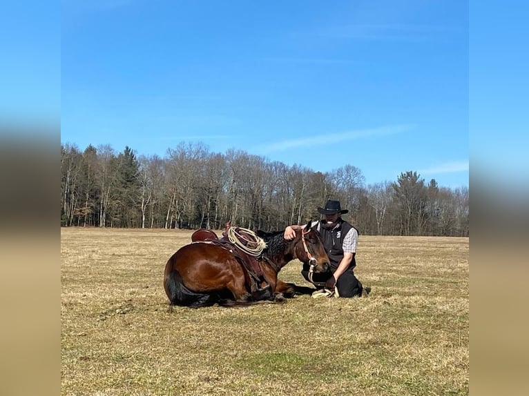 American Quarter Horse Wałach 6 lat Gniada in Rebersburg, PA