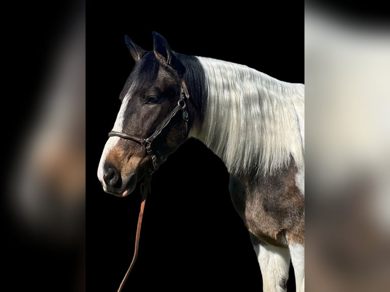 American Quarter Horse Wałach 6 lat Gniada in Paicines CA