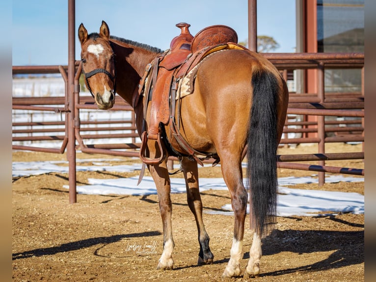 American Quarter Horse Wałach 6 lat Gniada in Hesperus, CO
