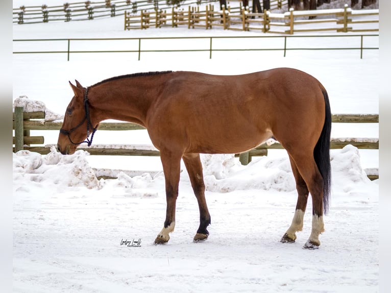 American Quarter Horse Wałach 6 lat Gniada in Hesperus, CO