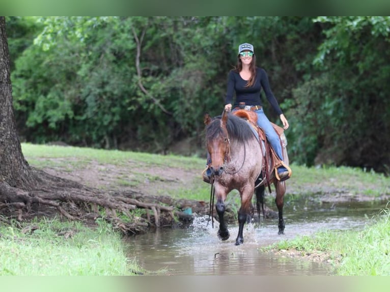 American Quarter Horse Wałach 6 lat Gniadodereszowata in Joshua, TX