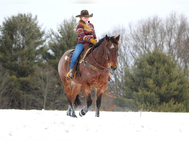 American Quarter Horse Wałach 6 lat Gniadodereszowata in Shippenville, PA