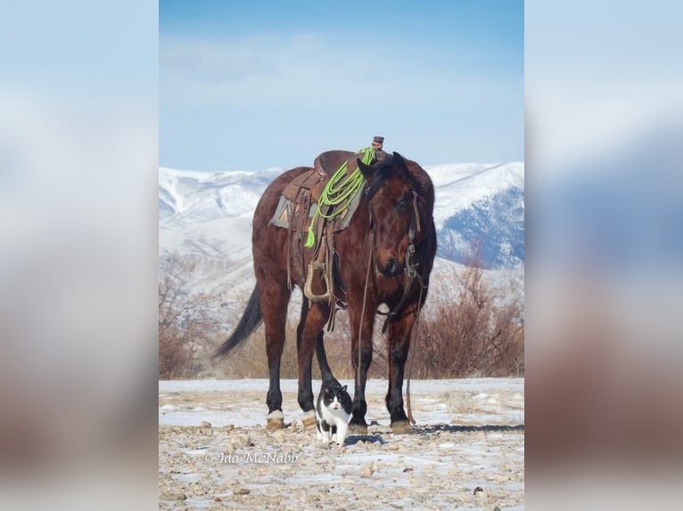 American Quarter Horse Wałach 6 lat Gniadodereszowata in Cody, WY