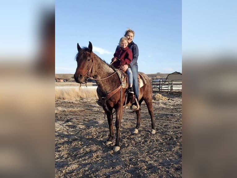 American Quarter Horse Wałach 6 lat Gniadodereszowata in Cody, WY