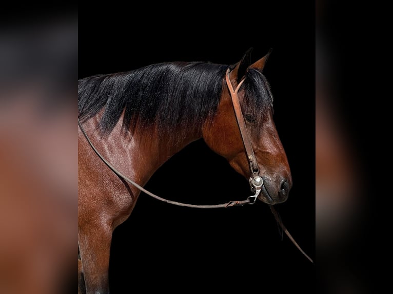 American Quarter Horse Wałach 6 lat Gniadodereszowata in Paso Robles, CA