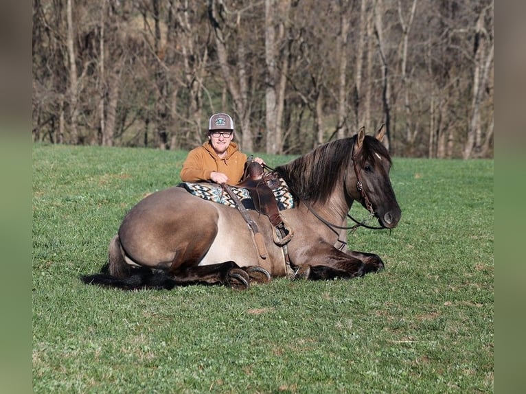 American Quarter Horse Wałach 6 lat Grullo in Mount Vernon