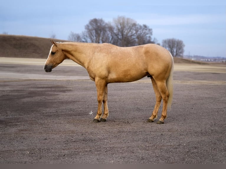 American Quarter Horse Wałach 6 lat Izabelowata in Cannon Falls