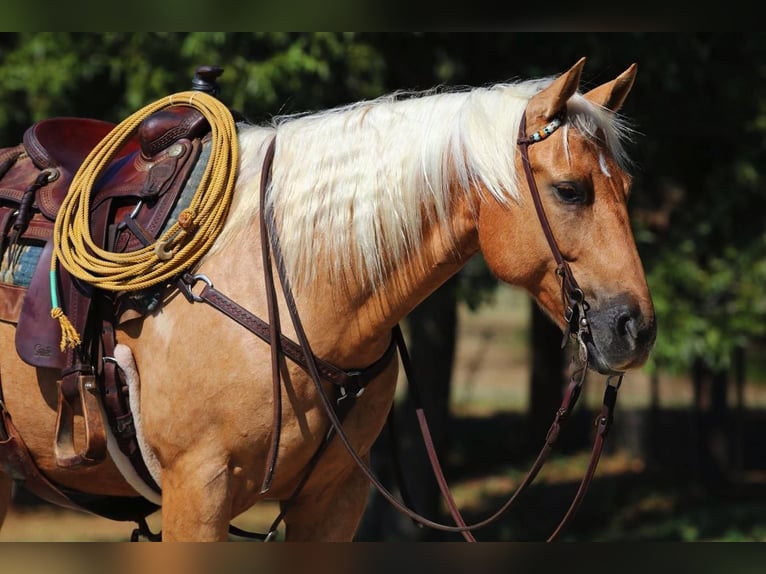 American Quarter Horse Wałach 6 lat Izabelowata in Joshua, TX
