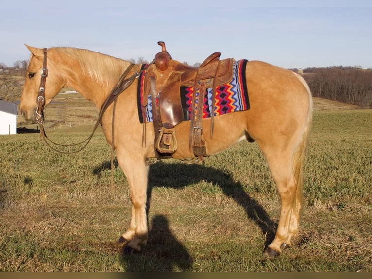 American Quarter Horse Wałach 6 lat Izabelowata in Millersburg, OH