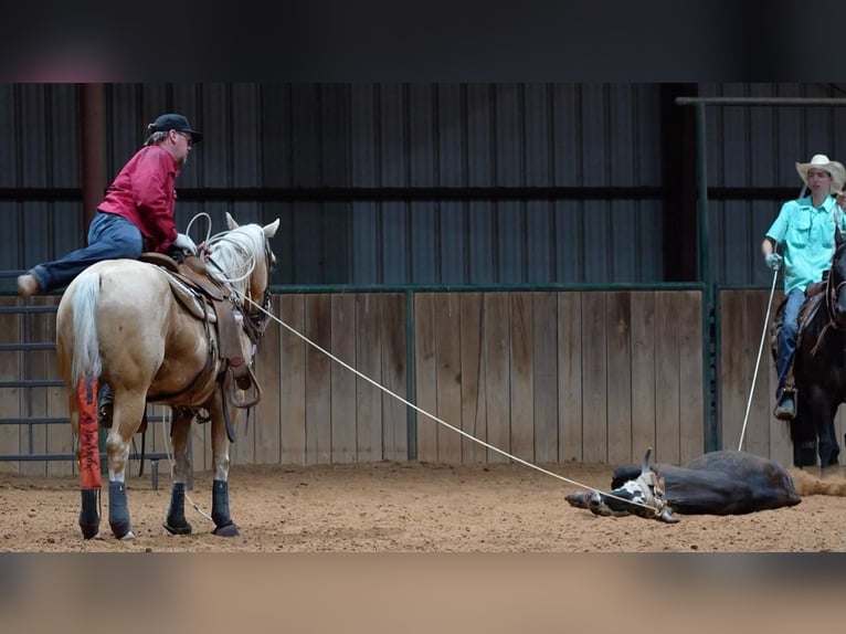 American Quarter Horse Wałach 6 lat Izabelowata in Weatherford, TX