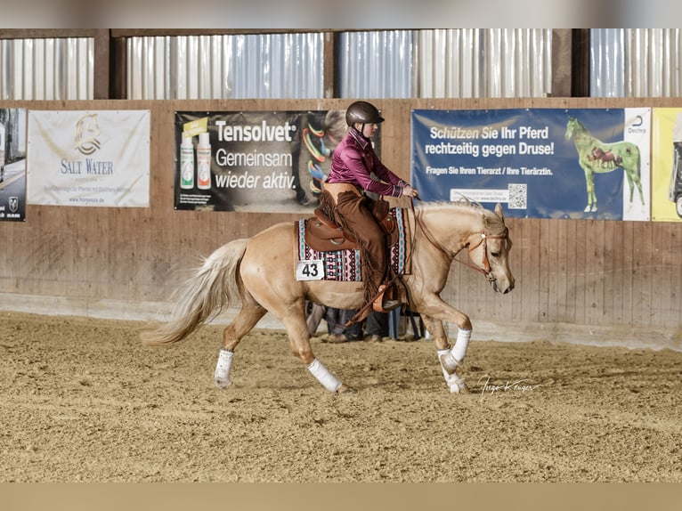 American Quarter Horse Wałach 6 lat Izabelowata in Neuruppin