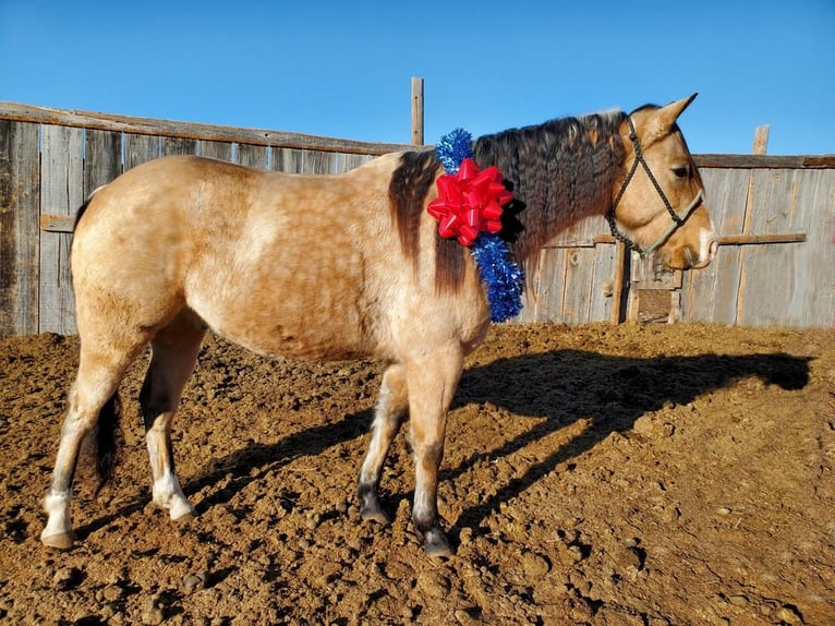 American Quarter Horse Wałach 6 lat Jelenia in Broadwater, NE