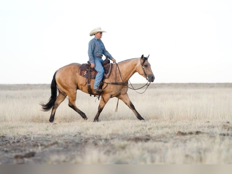 American Quarter Horse Wałach 6 lat Jelenia in Canyon, TX