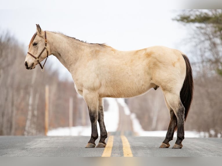 American Quarter Horse Wałach 6 lat Jelenia in Clayton, WI
