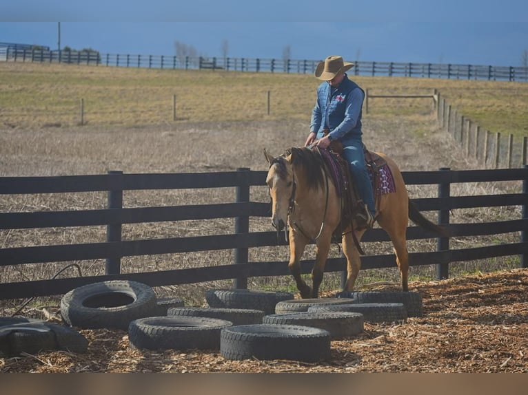 American Quarter Horse Wałach 6 lat Jelenia in Fredericksburg, OH