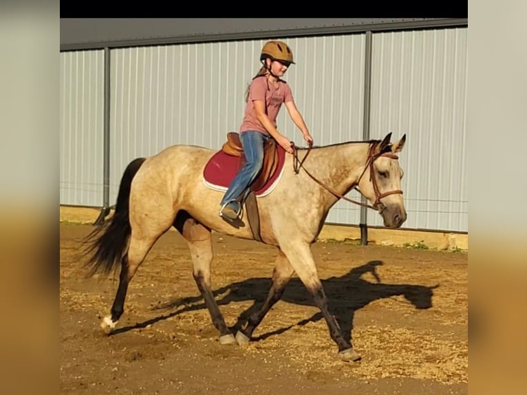 American Quarter Horse Wałach 6 lat Jelenia in Robards, KY