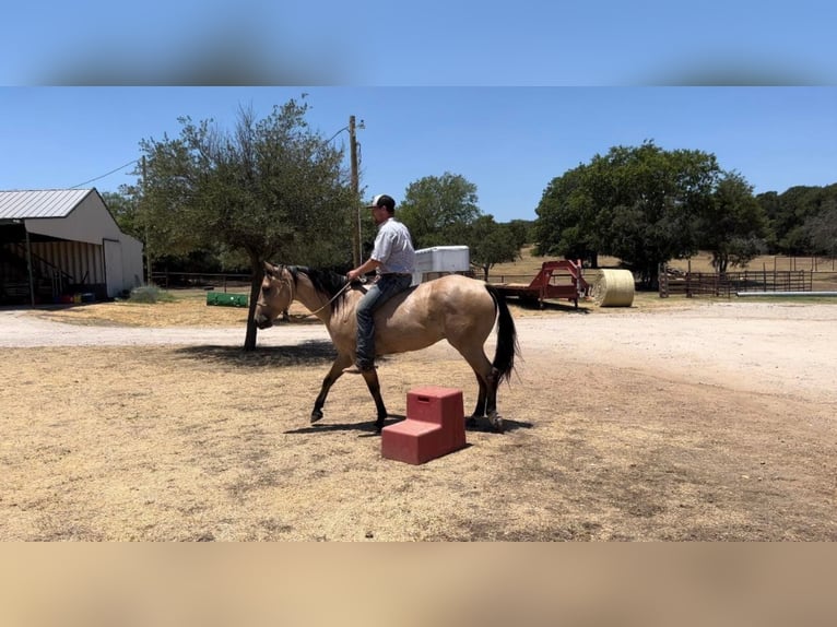 American Quarter Horse Wałach 6 lat Jelenia in Joshua Tx