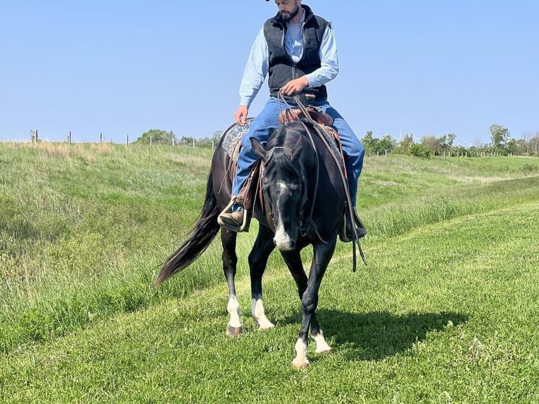 American Quarter Horse Wałach 6 lat Kara in Zearing, IA