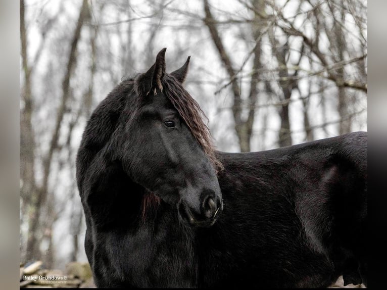 American Quarter Horse Wałach 6 lat Kara in Everett Pa