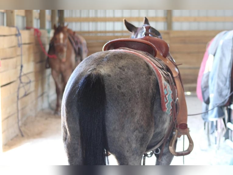 American Quarter Horse Wałach 6 lat Karodereszowata in Sonora, KY