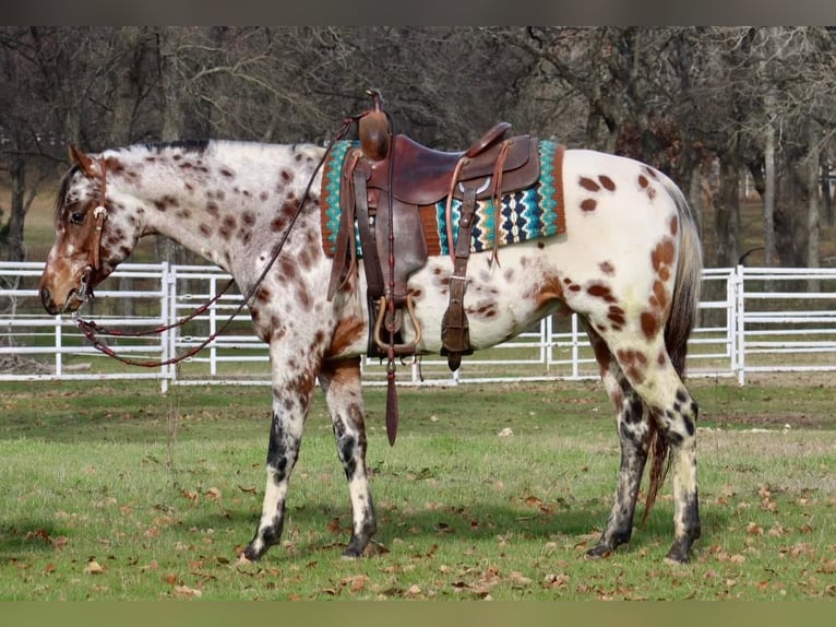 American Quarter Horse Wałach 6 lat Kasztanowata in Fort Worth TX