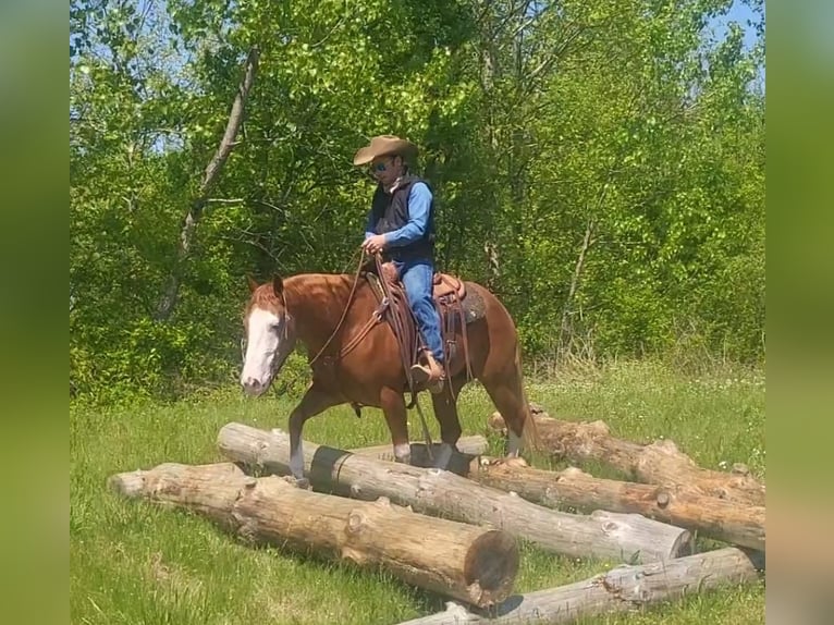 American Quarter Horse Wałach 6 lat Kasztanowatodereszowata in Robards, KY