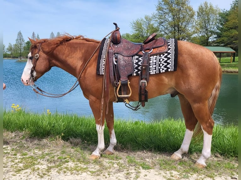 American Quarter Horse Wałach 6 lat Kasztanowatodereszowata in Robards, KY