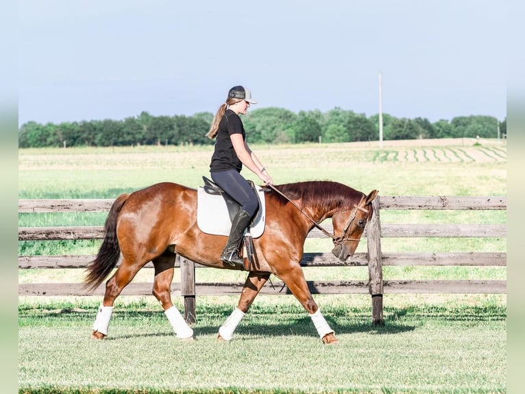 American Quarter Horse Wałach 6 lat Kasztanowatodereszowata in Sullivan, IL