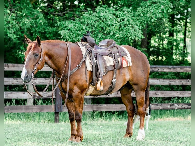 American Quarter Horse Wałach 6 lat Kasztanowatodereszowata in Sullivan, IL