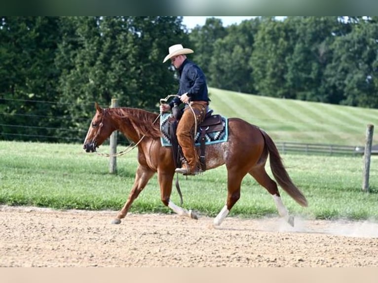 American Quarter Horse Wałach 6 lat Kasztanowatodereszowata in Jackson, OH