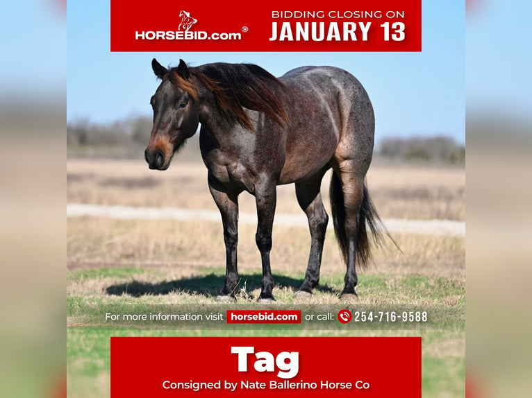 American Quarter Horse Wałach 6 lat in Waco, TX