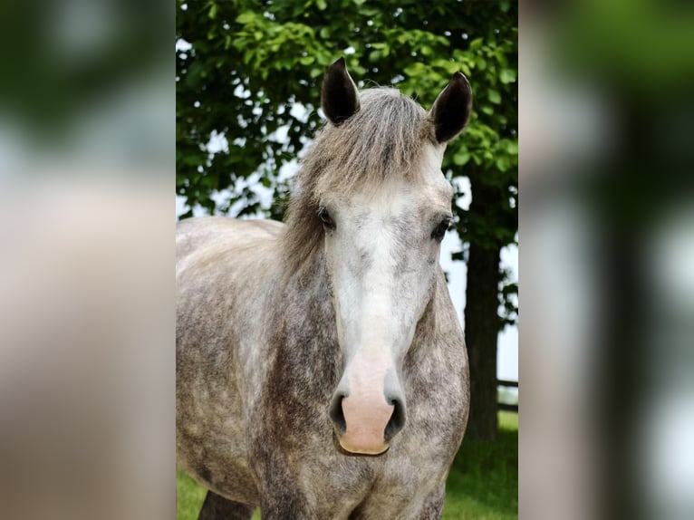 American Quarter Horse Wałach 6 lat Siwa jabłkowita in Highland MI