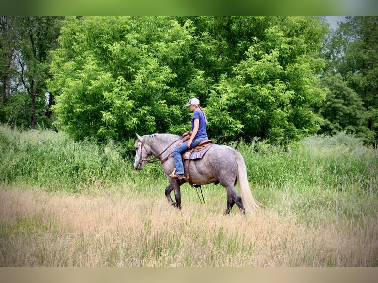 American Quarter Horse Wałach 6 lat Siwa jabłkowita in Highland MI