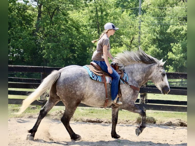 American Quarter Horse Wałach 6 lat Siwa jabłkowita in Highland MI