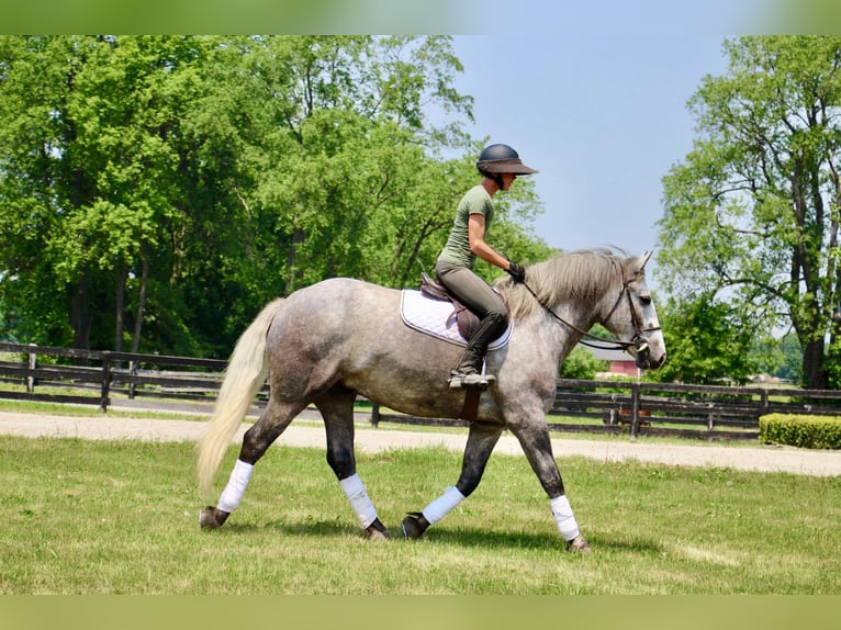 American Quarter Horse Wałach 6 lat Siwa jabłkowita in Highland MI