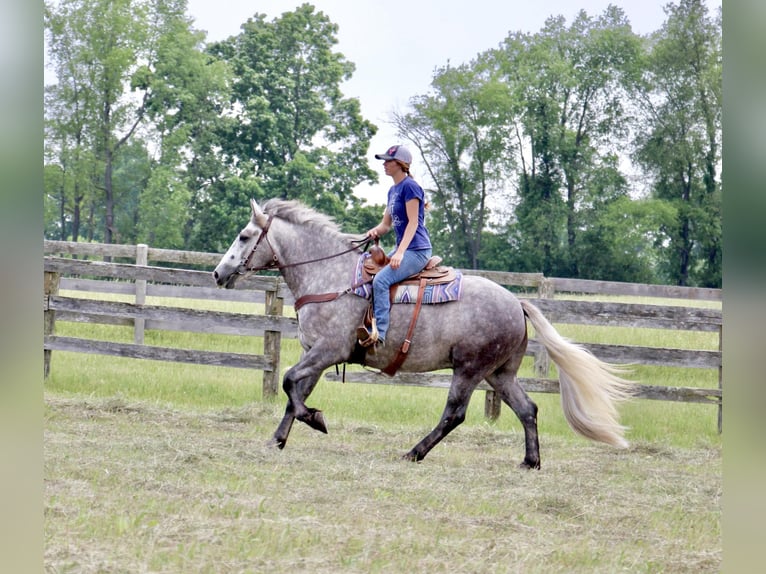 American Quarter Horse Wałach 6 lat Siwa jabłkowita in Highland MI