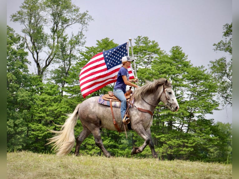 American Quarter Horse Wałach 6 lat Siwa jabłkowita in Highland MI