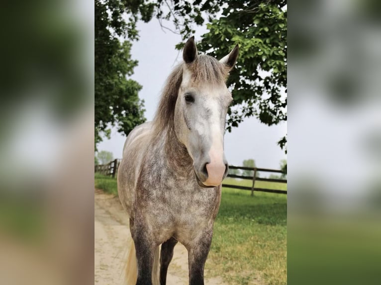 American Quarter Horse Wałach 6 lat Siwa jabłkowita in Highland MI