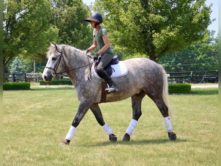 American Quarter Horse Wałach 6 lat Siwa jabłkowita in Highland MI