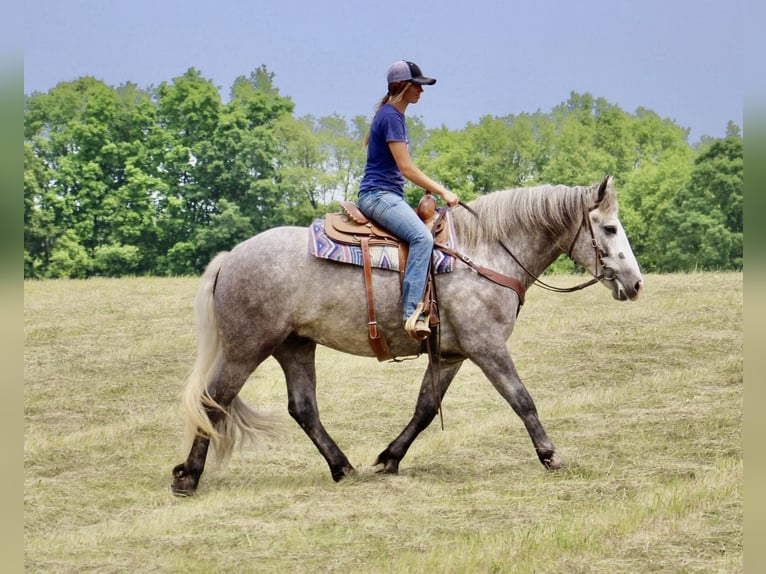 American Quarter Horse Wałach 6 lat Siwa jabłkowita in Highland MI