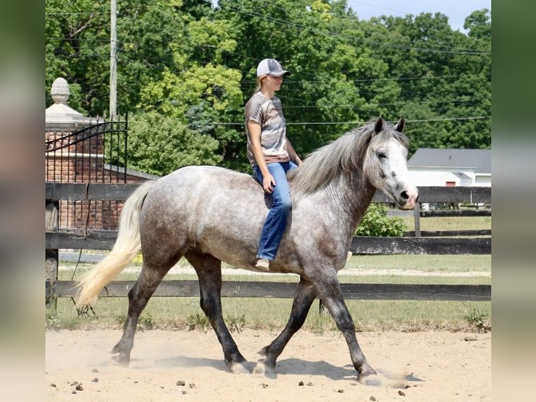 American Quarter Horse Wałach 6 lat Siwa jabłkowita in Highland MI