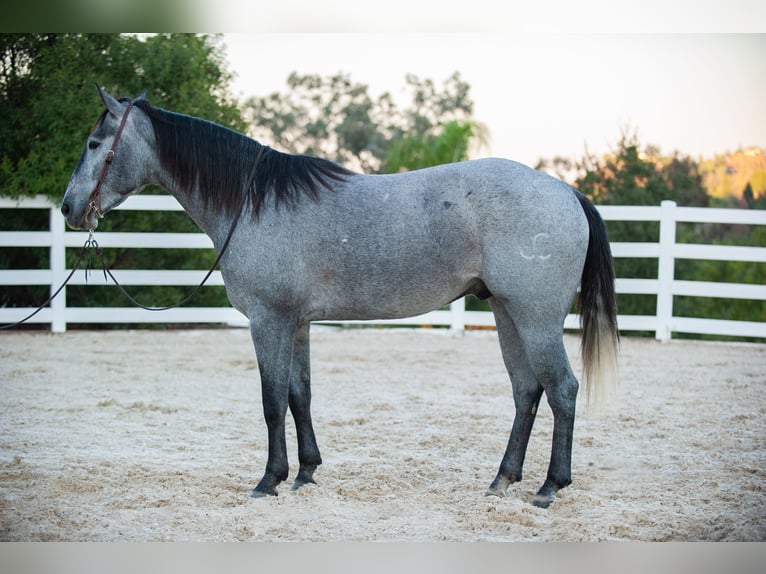 American Quarter Horse Wałach 6 lat Siwa in Murrieta, CA