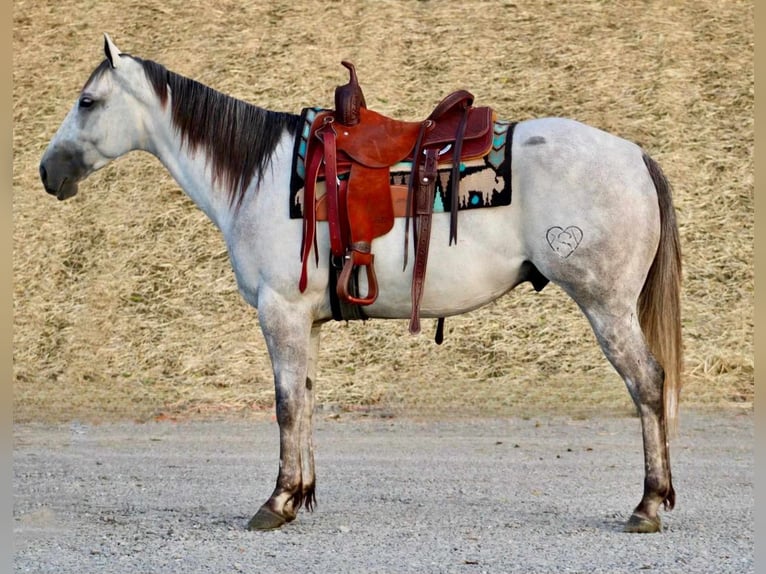 American Quarter Horse Wałach 6 lat Siwa in Beaver Springs, PA