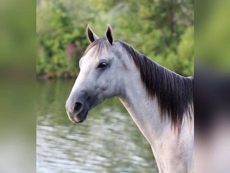 American Quarter Horse Wałach 6 lat Siwa in Beaver Springs, PA