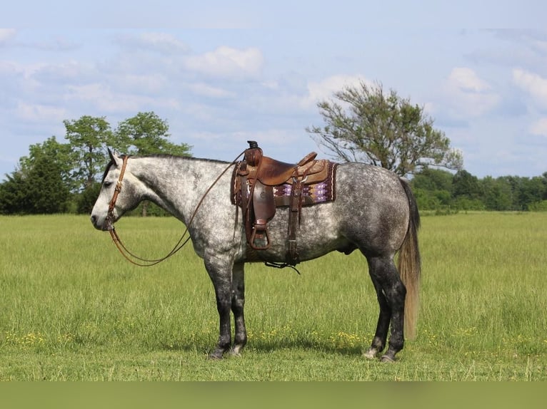 American Quarter Horse Wałach 6 lat Siwa in Buffalo, MO