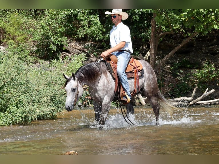 American Quarter Horse Wałach 6 lat Siwa in Mt Vernon, MO