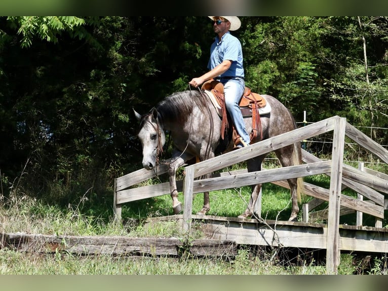 American Quarter Horse Wałach 6 lat Siwa in Mt Vernon, MO