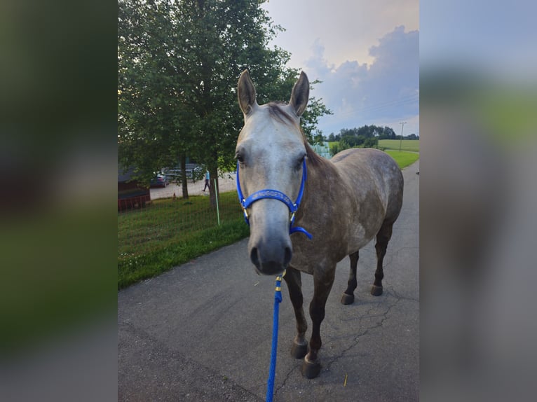 American Quarter Horse Wałach 6 lat Siwa in Laichingen